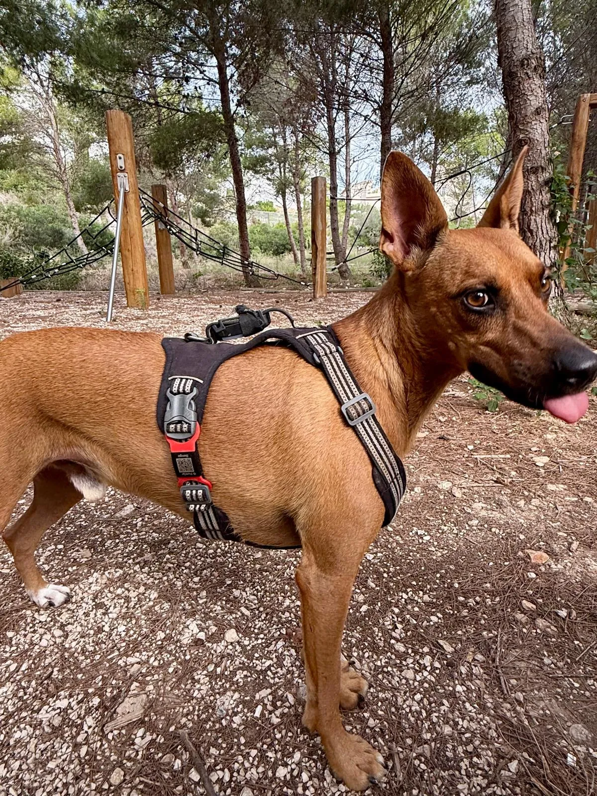 Perro en un parque con una chapa QR PetQR roja colocada en su arnés negro