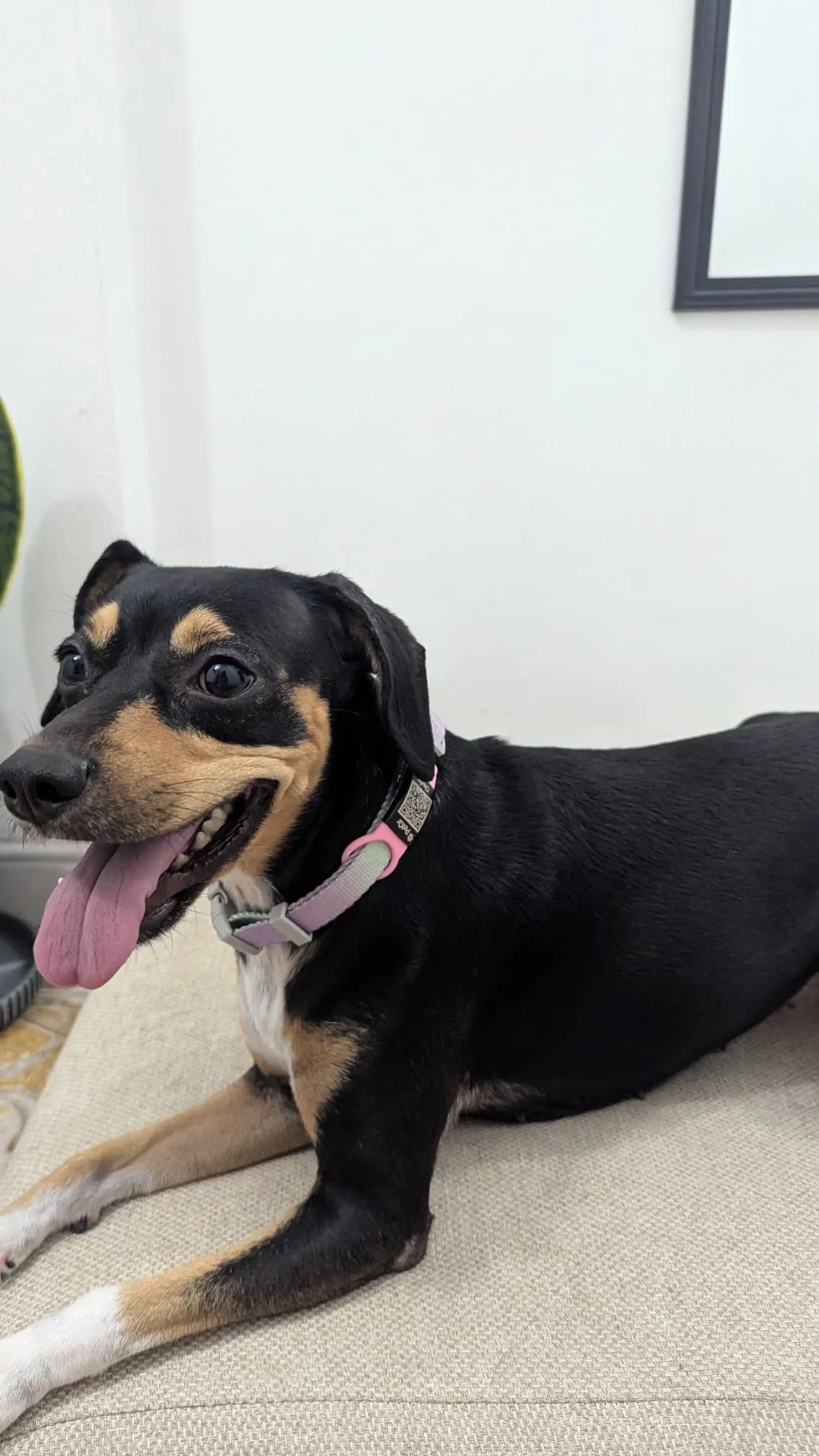 Perro con chapa QR rosa PetQR ajustada a su collar